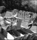 Vendanges